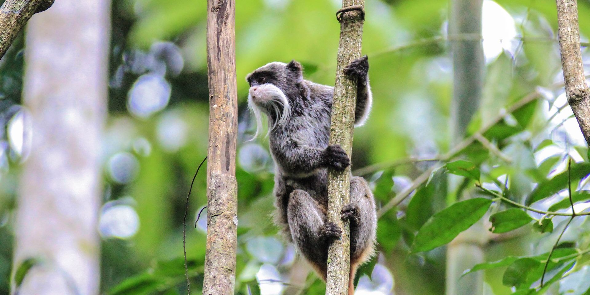 Primaten bewohnen de grossteil des peruanischen Regenwaldes