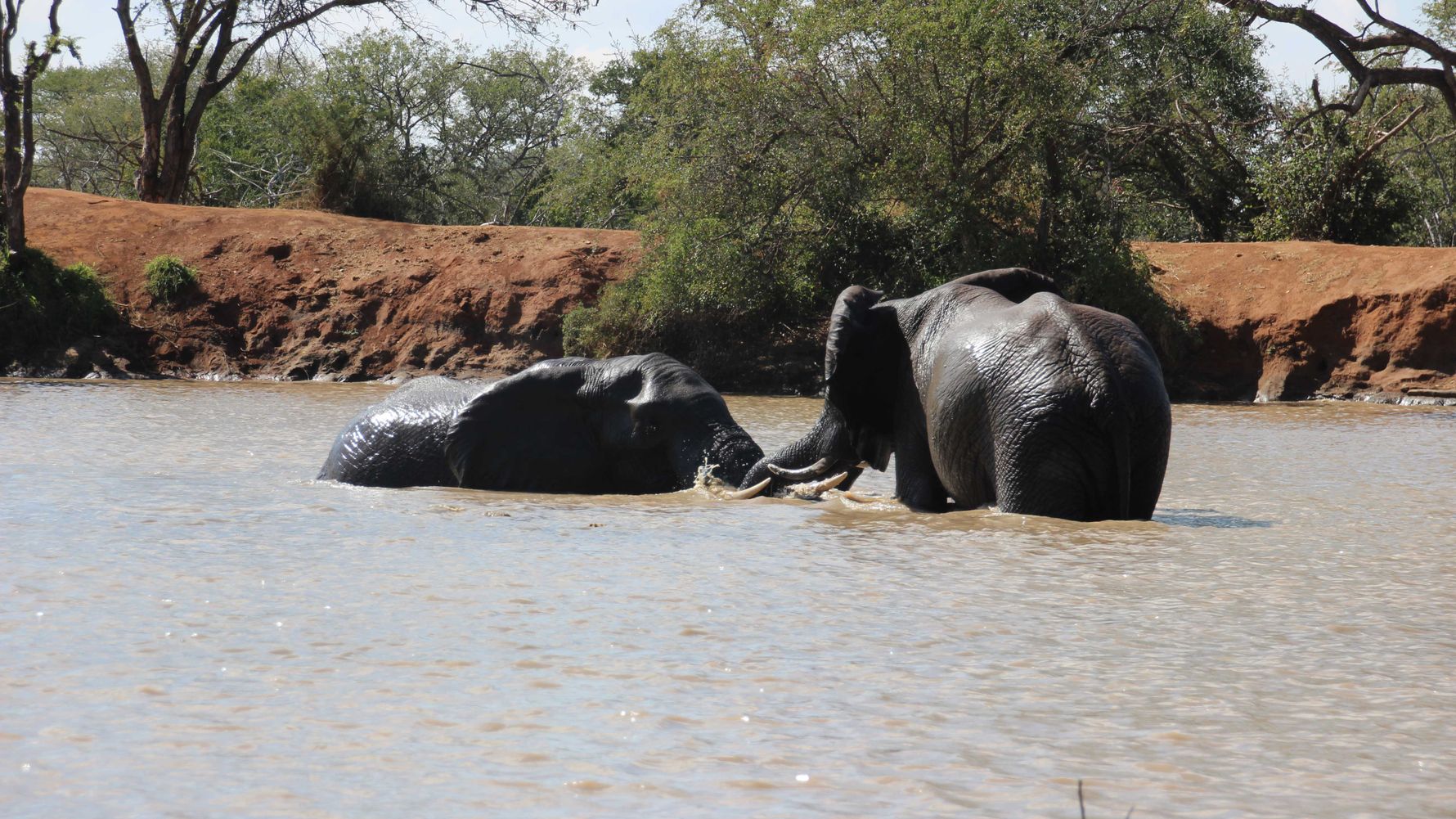 erfahrungsberichte-rangerkurs-field-guide-level-1-afrika-lea-elefanten-pridelands-natucate