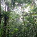 natucate-uganda-itoya-forest-location