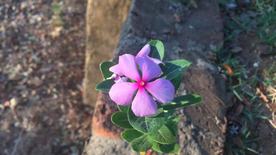 erfahrungsbericht-zimbabwe-rangerausbildung-kundenfotos-blume-natucate