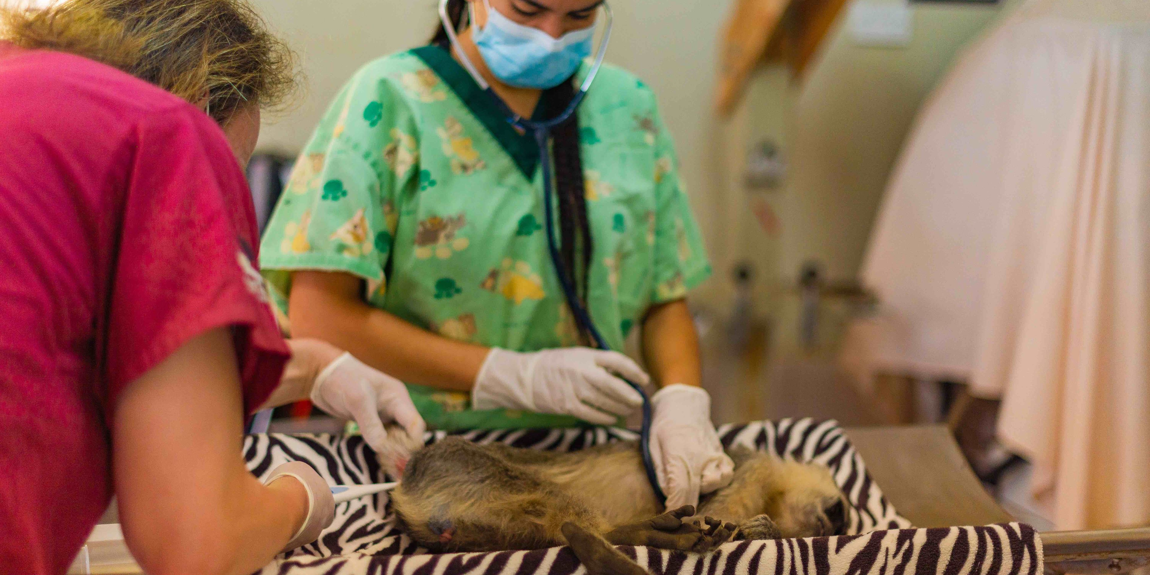 natucate-internship-malawi-wildlife-medical-procedure