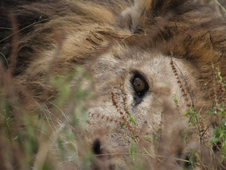 nein-zur-loewenzucht-loewengesicht-blog-natucate