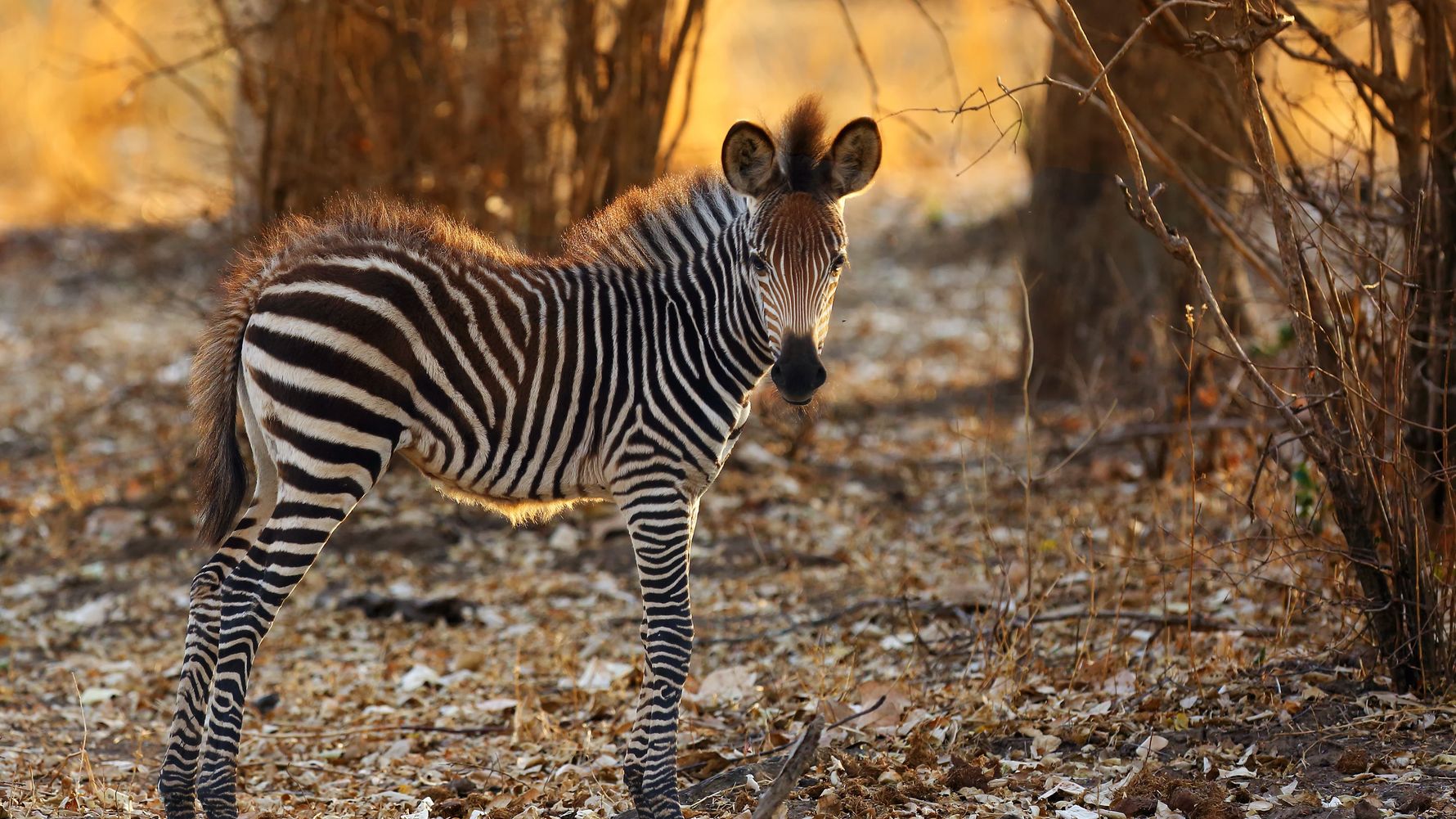 reiseinformationen-zambia-hwange-young-zebra-sunset