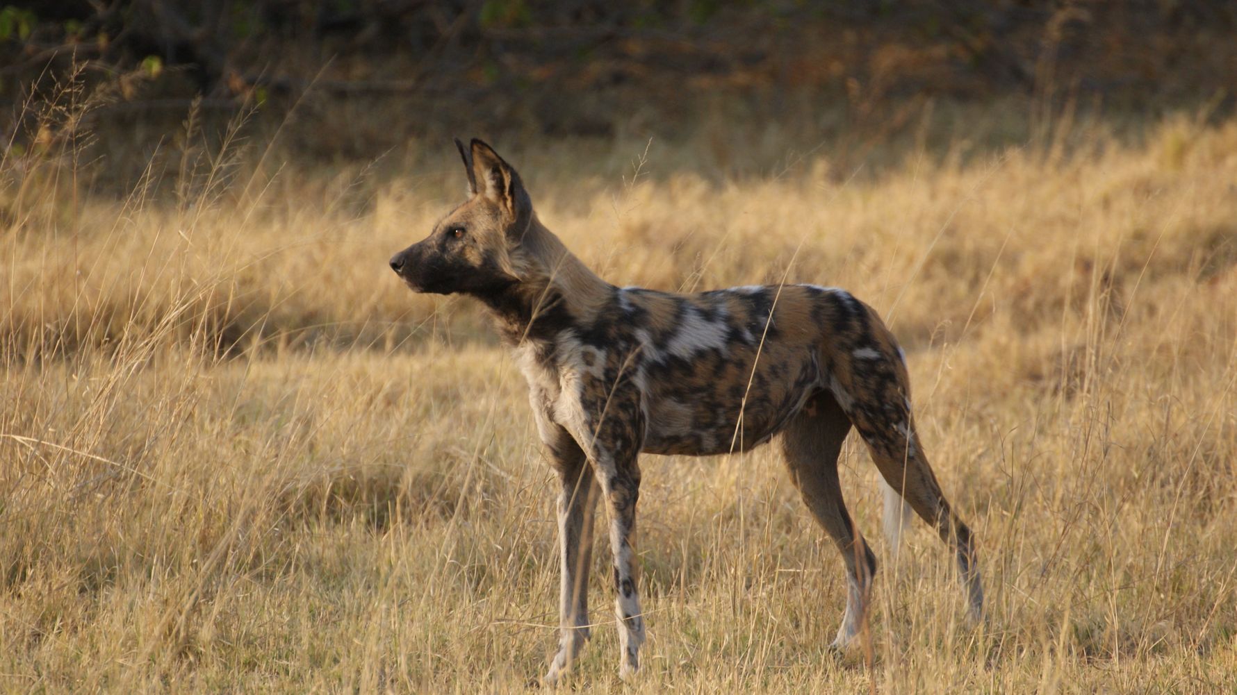 Afrikanischer Wildhund in der Savanne im Hluhluwe-iMfolozi-Park