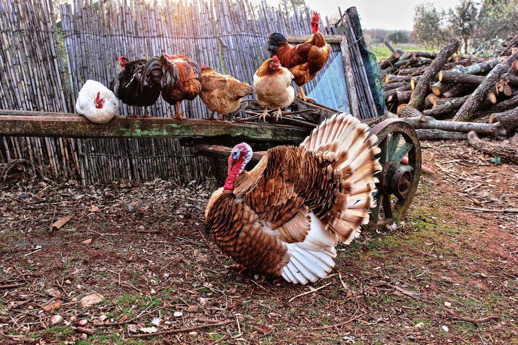freiwilligenarbeit-usa-kalifornien-tierschutz-truthan-schnabellappen-natucate