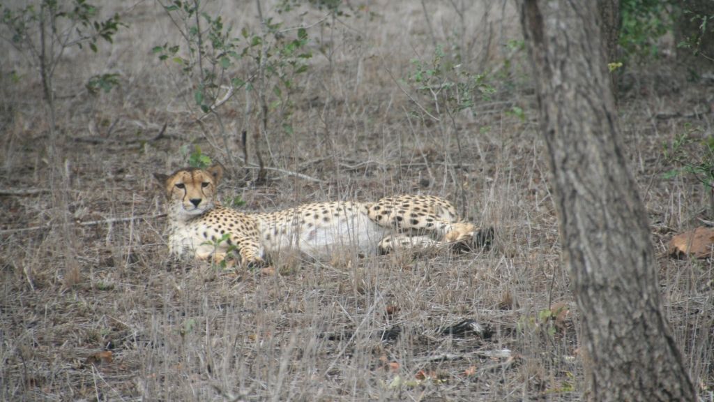 erfahrungsberichte-sabbatical-australien-afrika-naturschutz-silvia-gepard-natucate