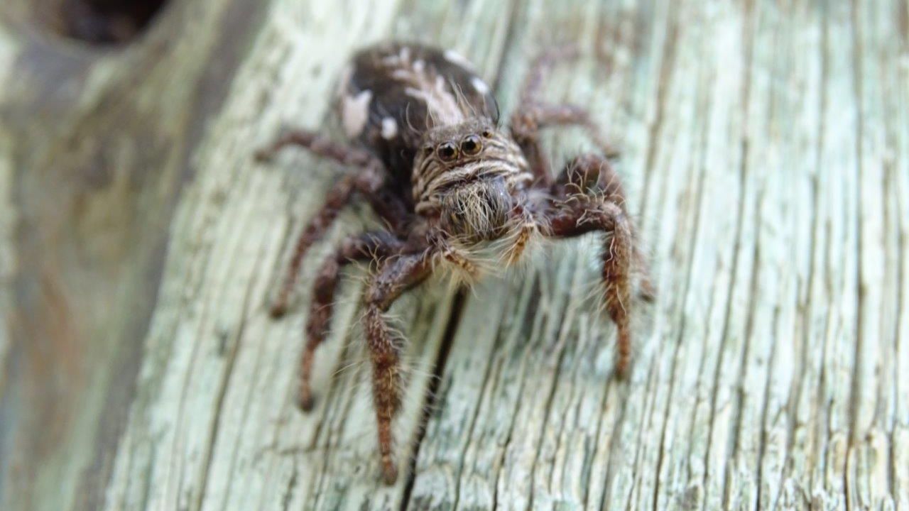 Eine Spinne steht auf einem Baumstamm