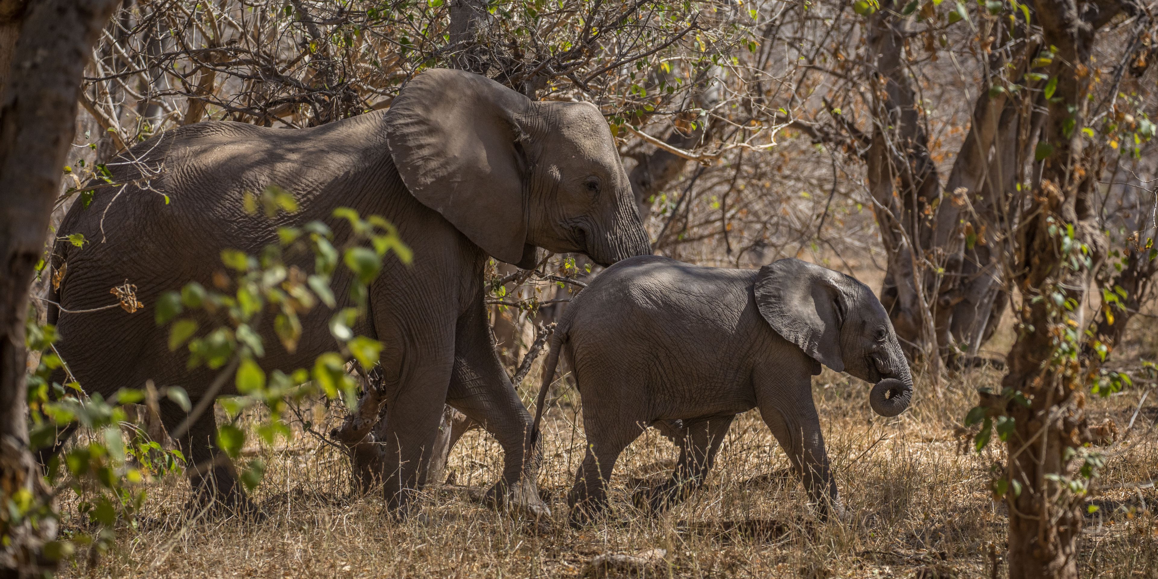 naturkurs-suedafrika-ecotracker-wildlife-monitoring-elefanten-natucate