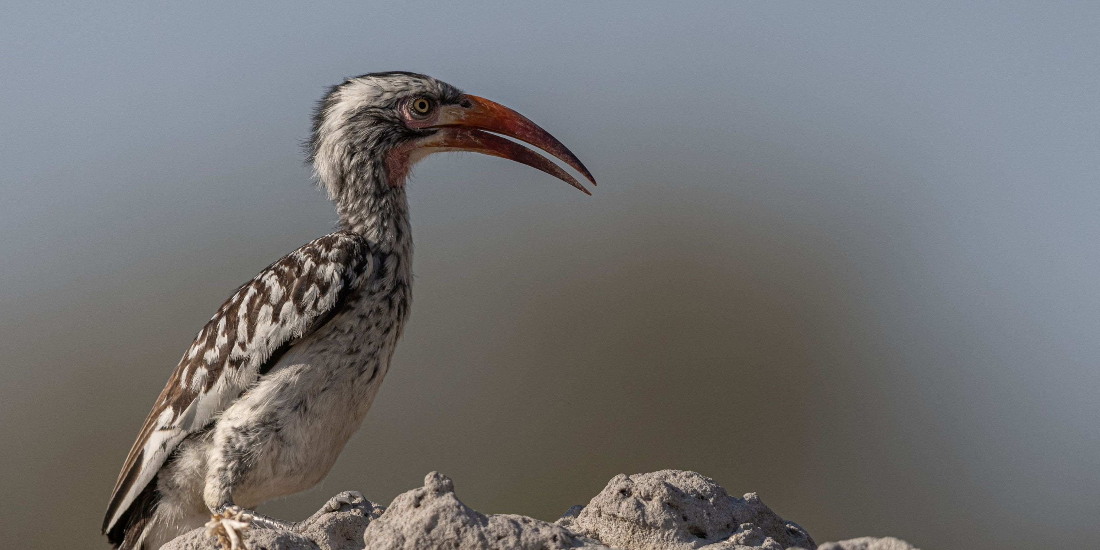 Hornbill auf Fels
