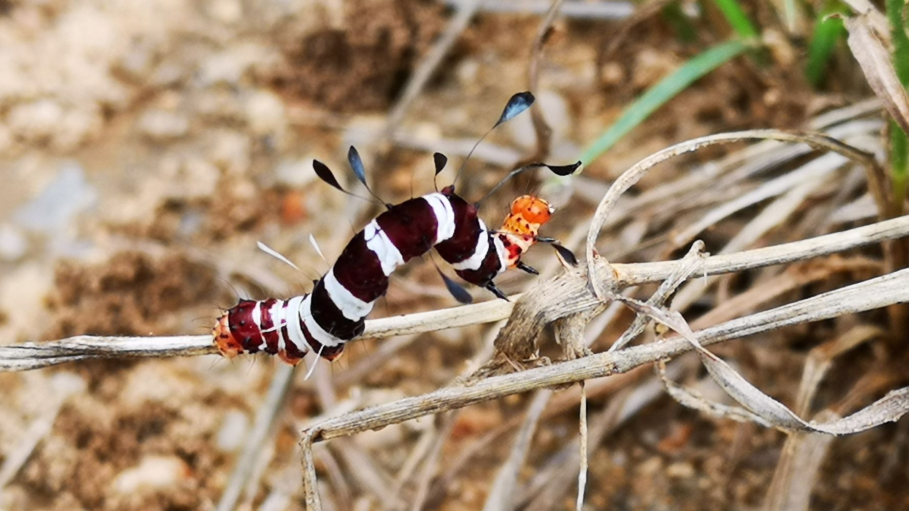 erfahrungsberichte-naturreise-suedafrika-ecoquest-caroline-raupe-natucate