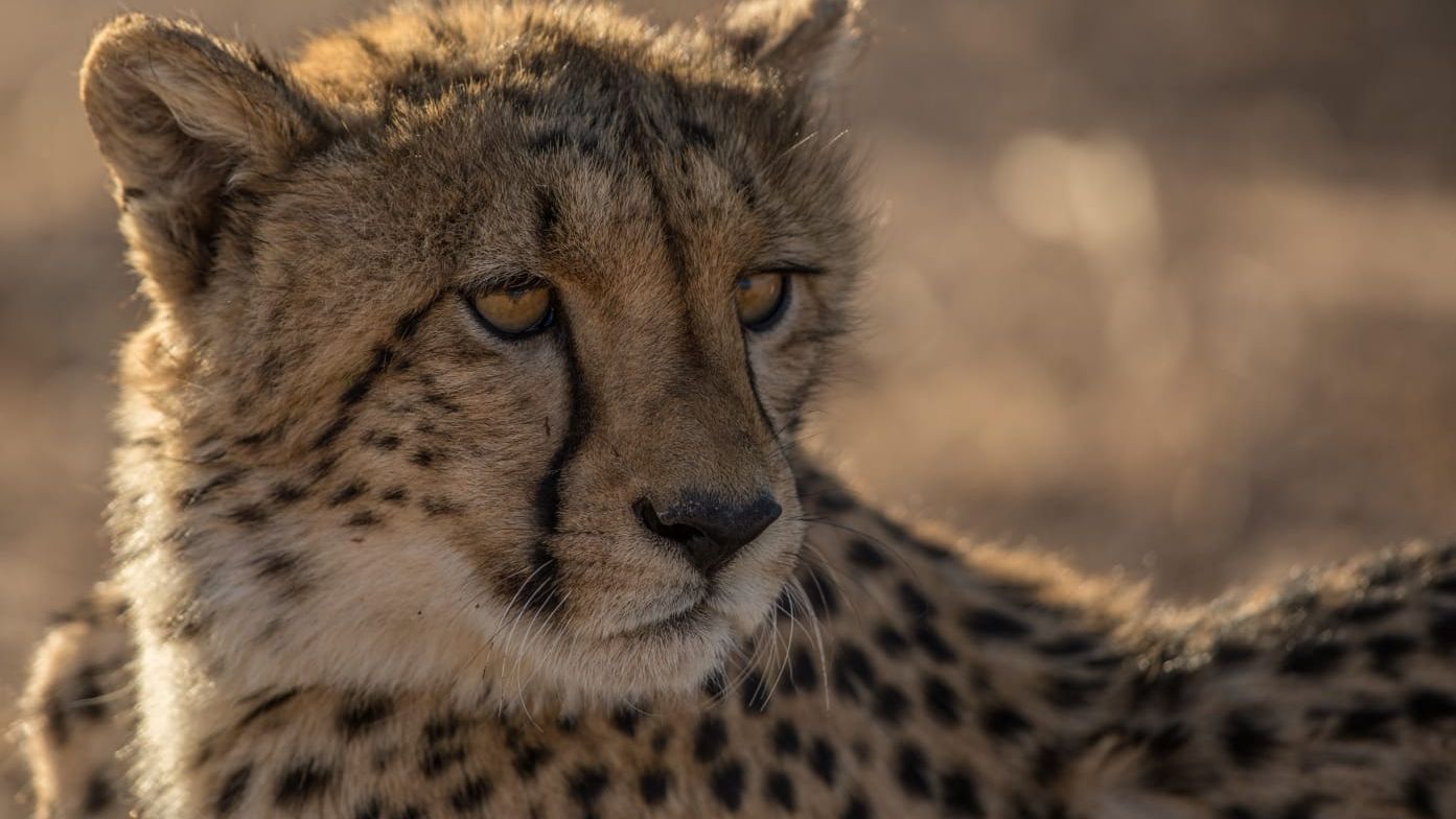 blog-ratgeber-private-wilderness-experience-mit-natucate-gepard-natucate