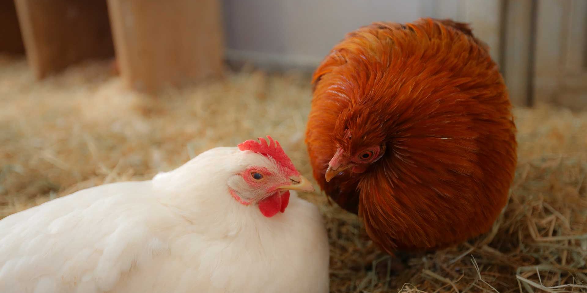 A white and a brown chicken are sitting close together in their barn in Northern California.