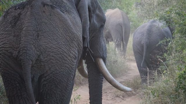 erfahrungsberichte-suedliches-afrika-fgl1-rangerausbildung-elefanten-natucate