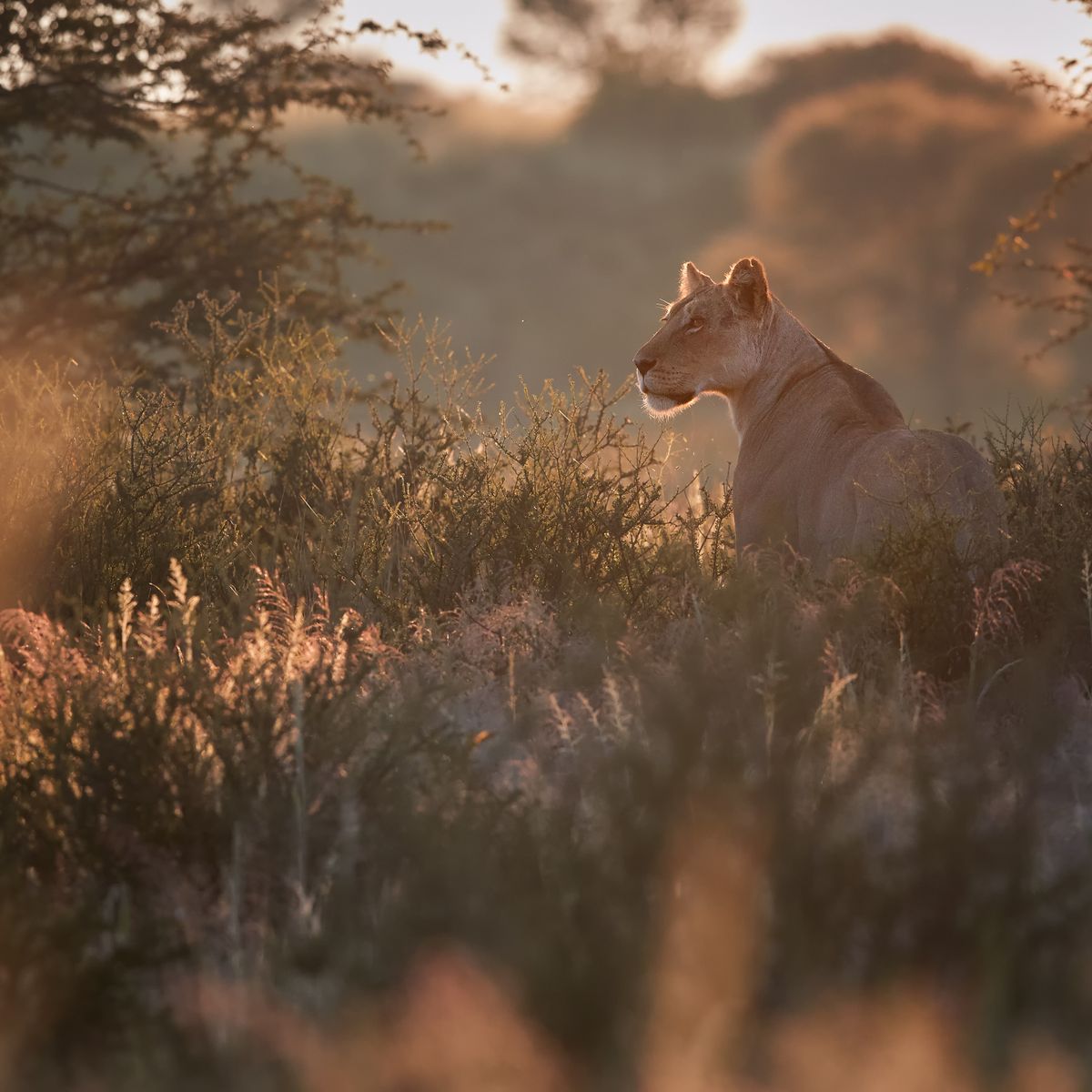 natucate-blog-safari-vokabular-busch-loewin