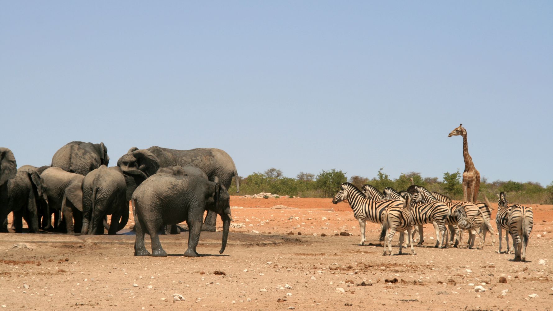 landingpage-safari-namibia-etosha-nationalpark-wildlife-natucate