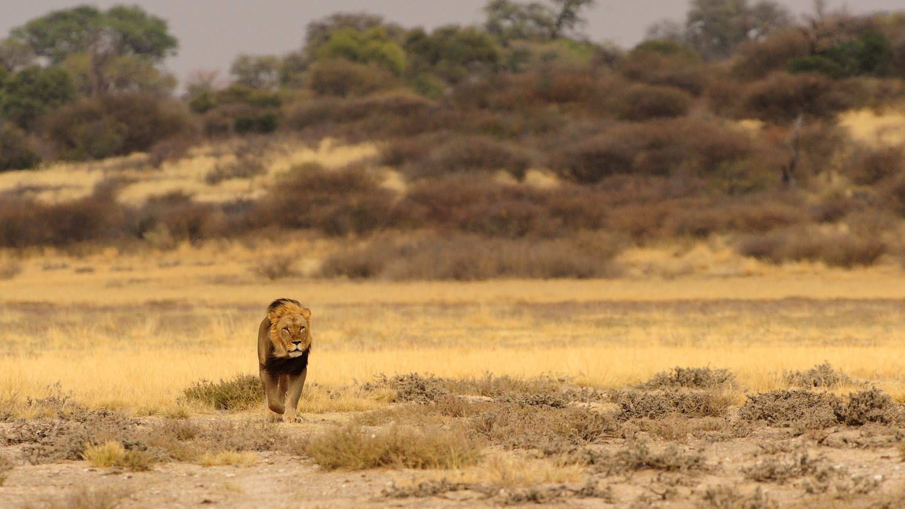 blog-reiseorte-botswana-mababe-lion