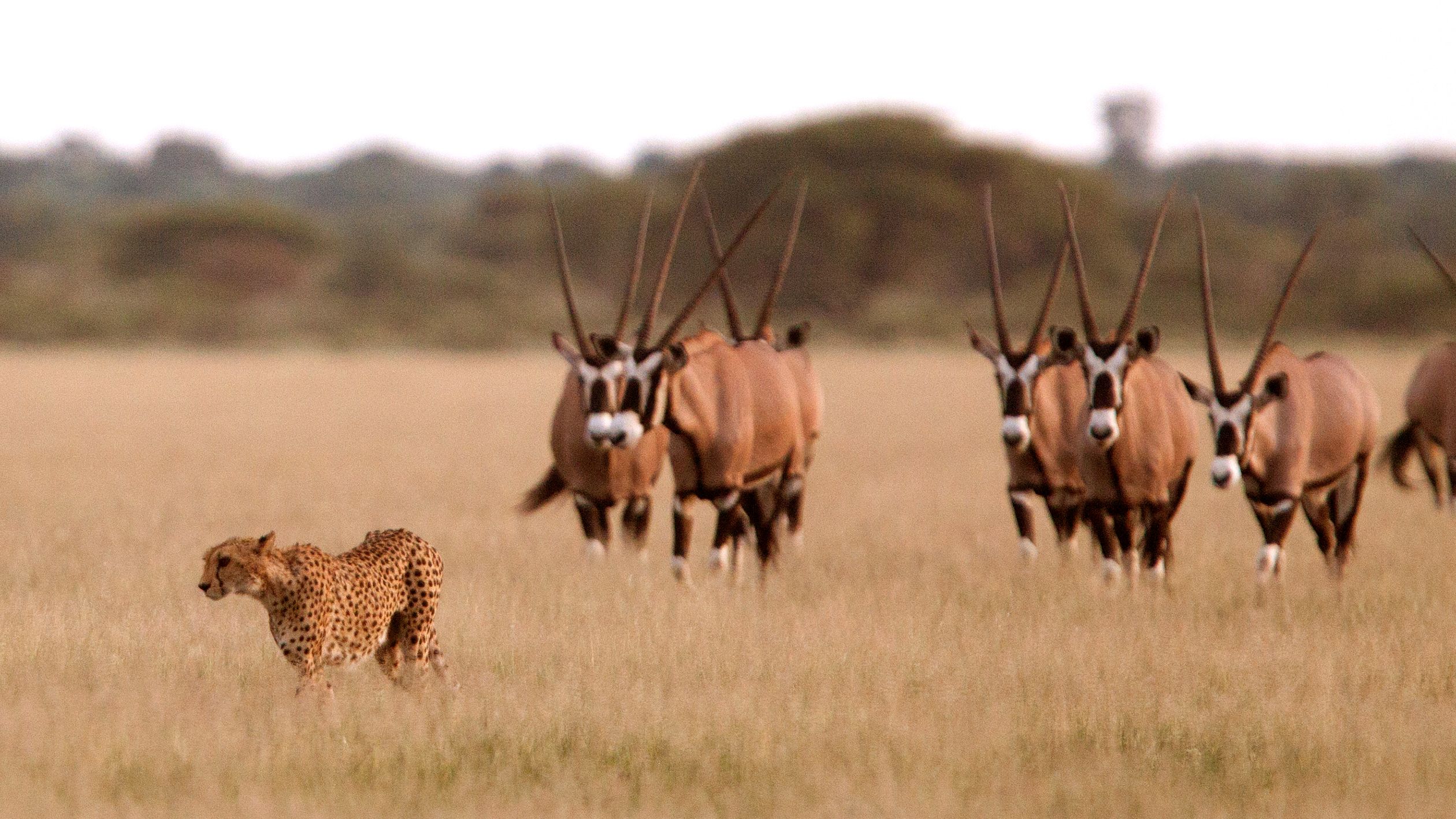 safari-botswana-okavango-delta-northern-highlights-cheetah-natucate