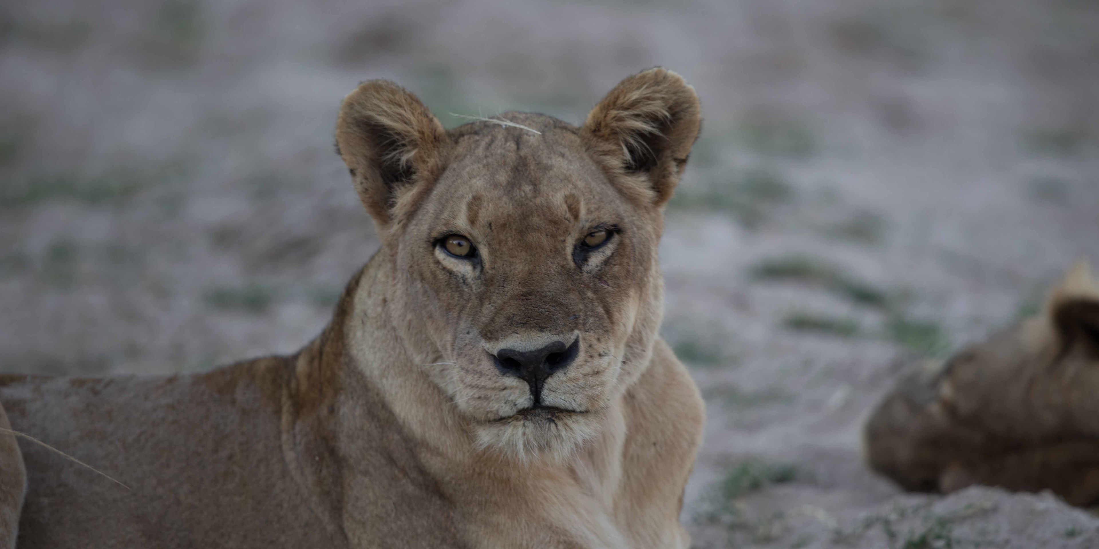 safari-botswana-kalahari-trifft-khwai-loewin