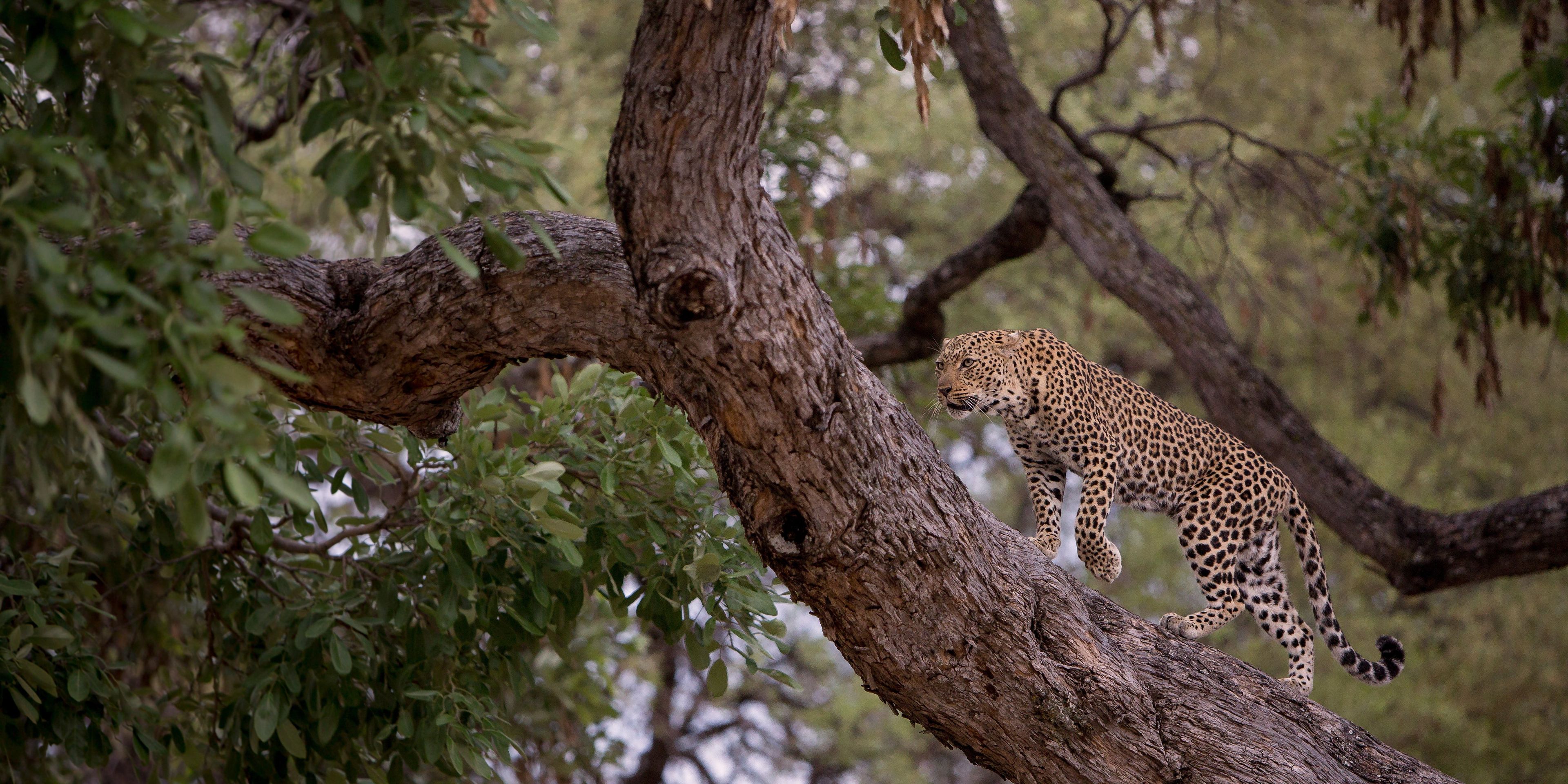 natucate-safari-simbabwe-off-the-beaten-path-leopard2
