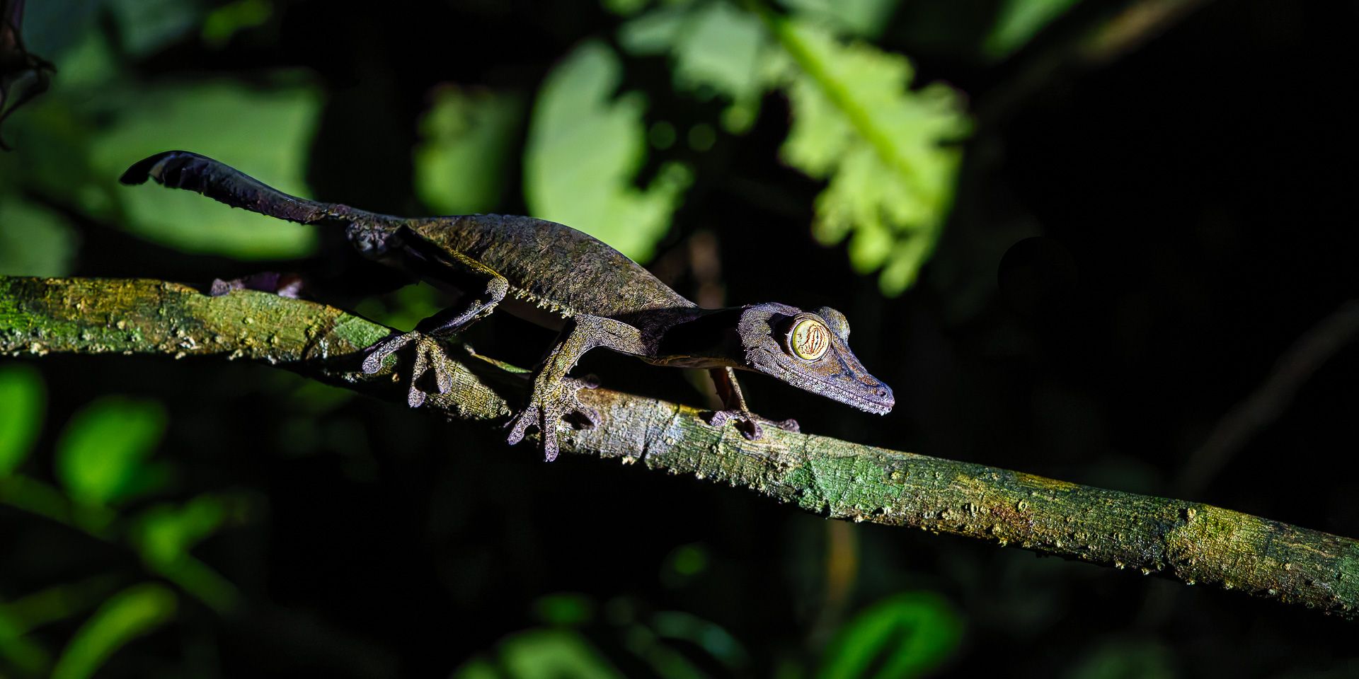 natucate-madagascar-pwe-mody-night-lizard