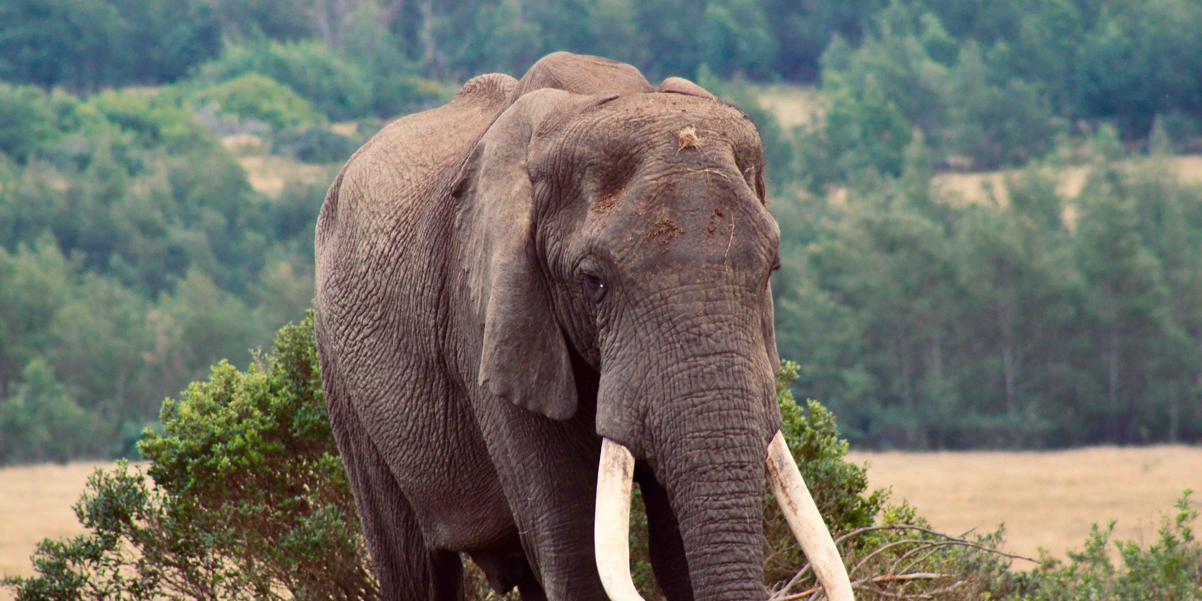 Ein eigentlich geselliger Afrikanische Elefant (Loxodonta africana) ist hier alleine zusehen.