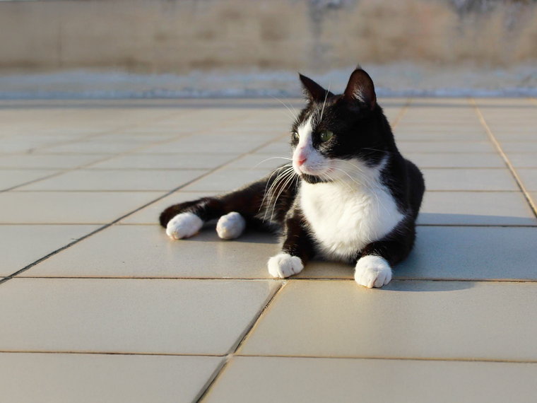 freiwilligenarbeit-griechenland-tierschutz-katzendachterrasse-hero