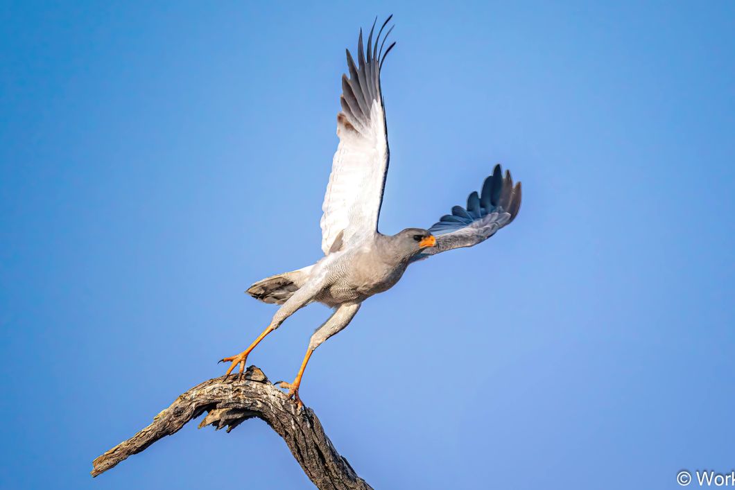 natucate-volunteering-southafrica-kalahari-bird