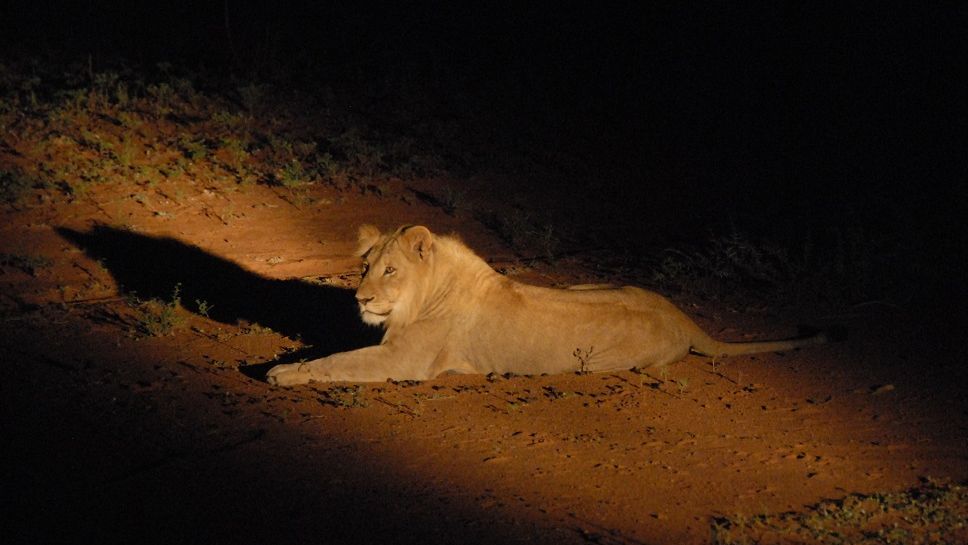 erfahrungsberichte-suedliches-afrika-fgl1-rangerausbildung-loewe-nacht-natucate