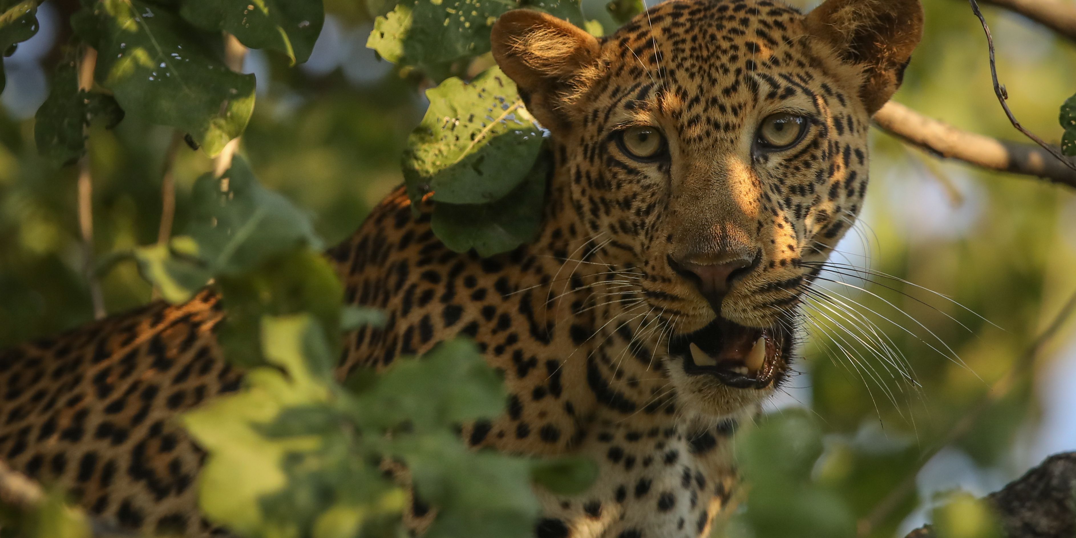 safari-botswana-expedition-okavango-delta-leopard
