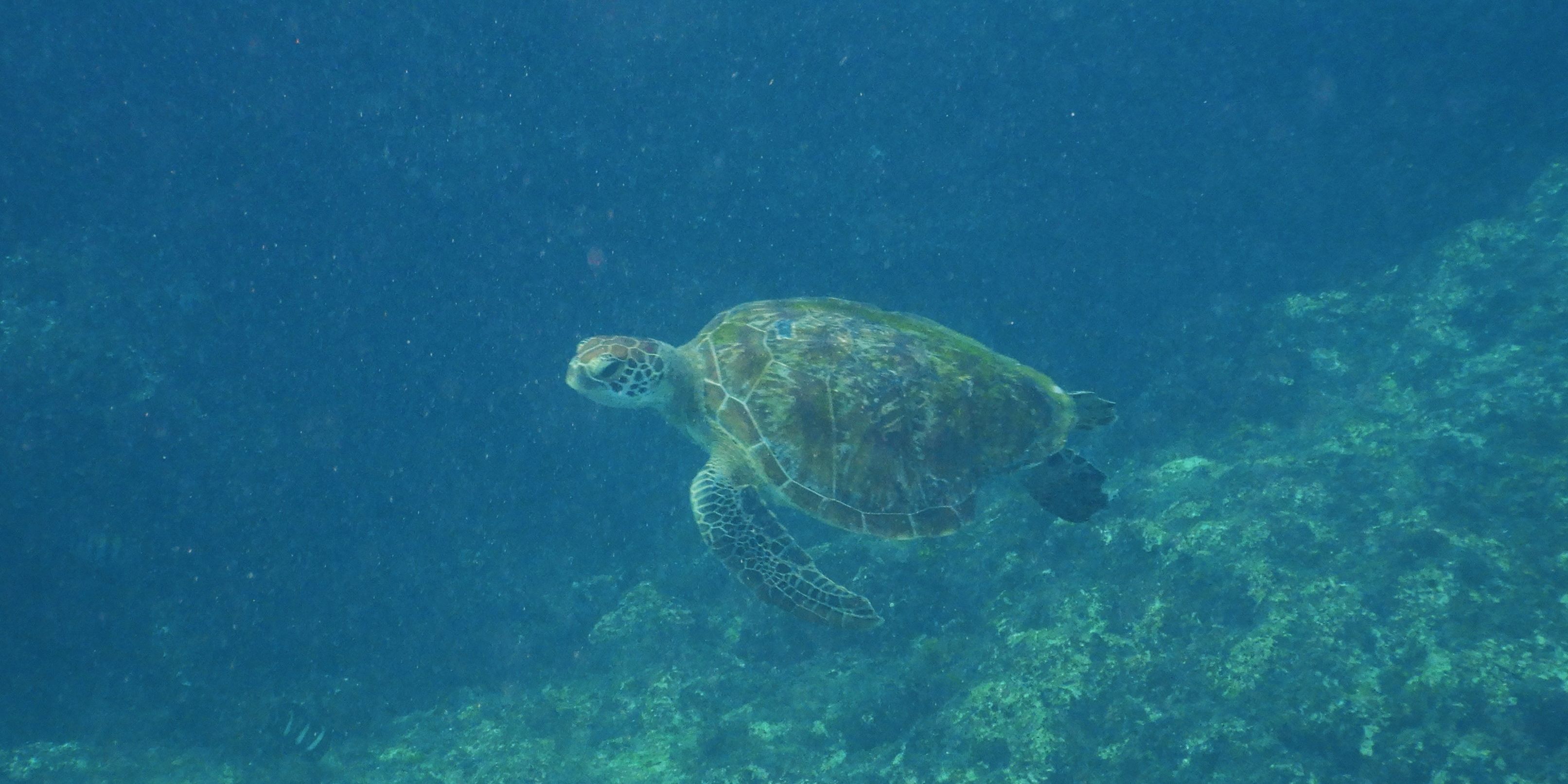 A sea turtle is swimming in the Indian Ocean off the Seychelle's coast