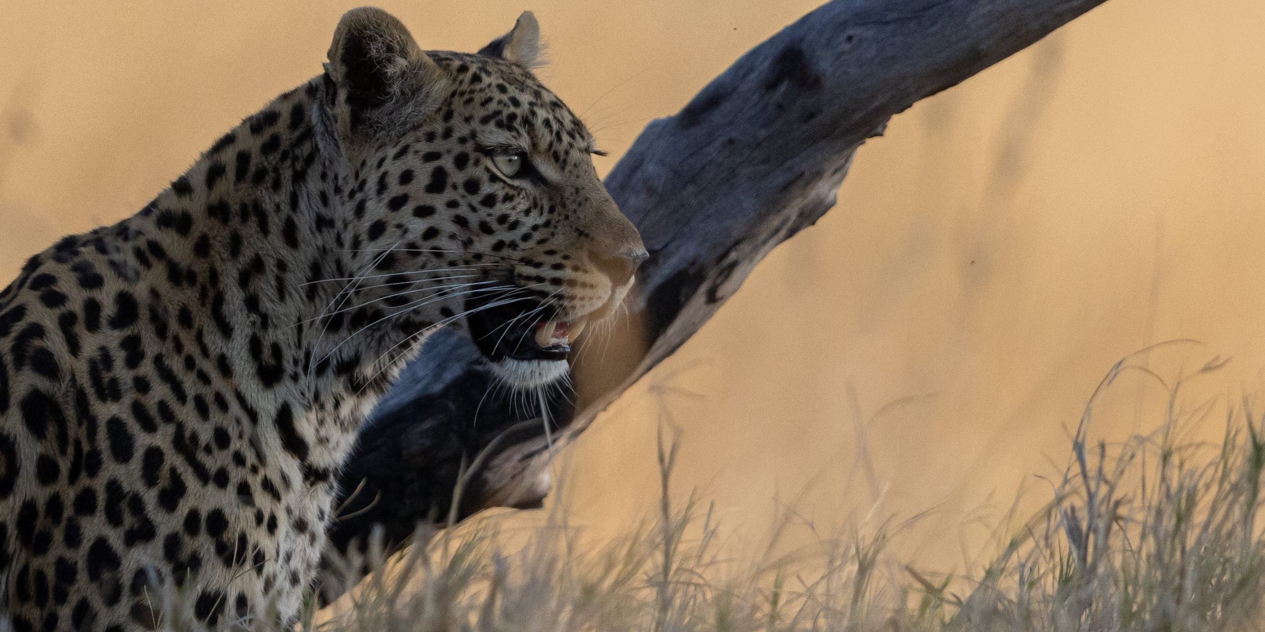 natucate-botswana-okavango-leopard-am-totholz-abendlicht-17