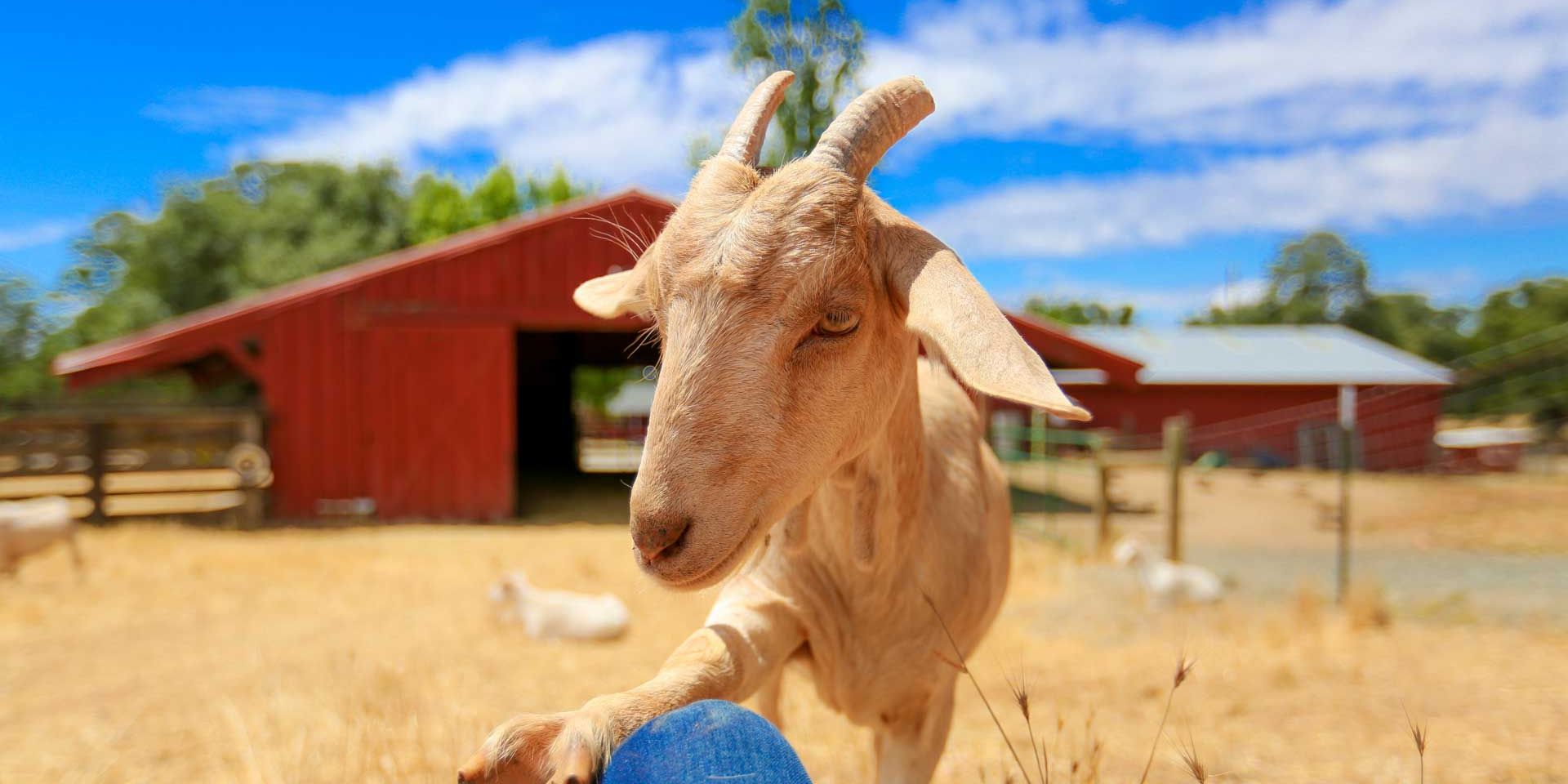 A chicken is sitting on a rock on the grounds of our animal welfare project in Northern California.