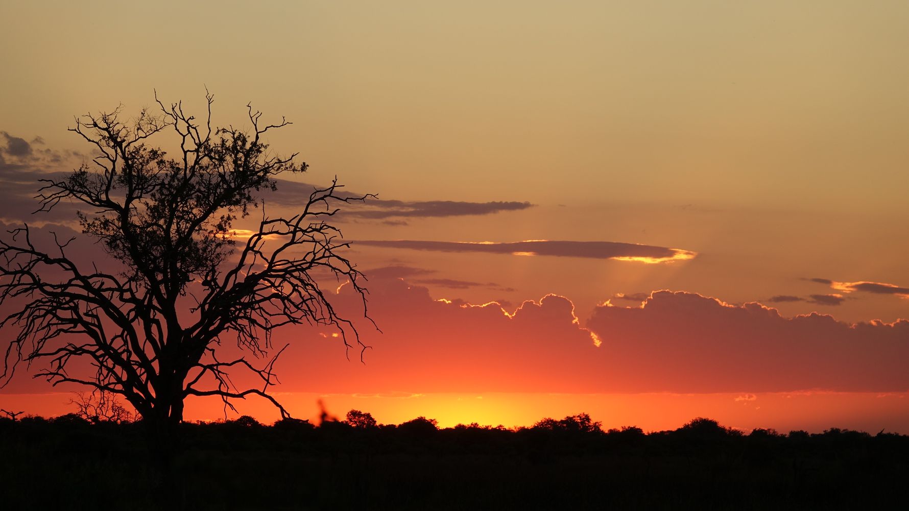 landingpage-safari-botswana-sonnenuntergang-natucate