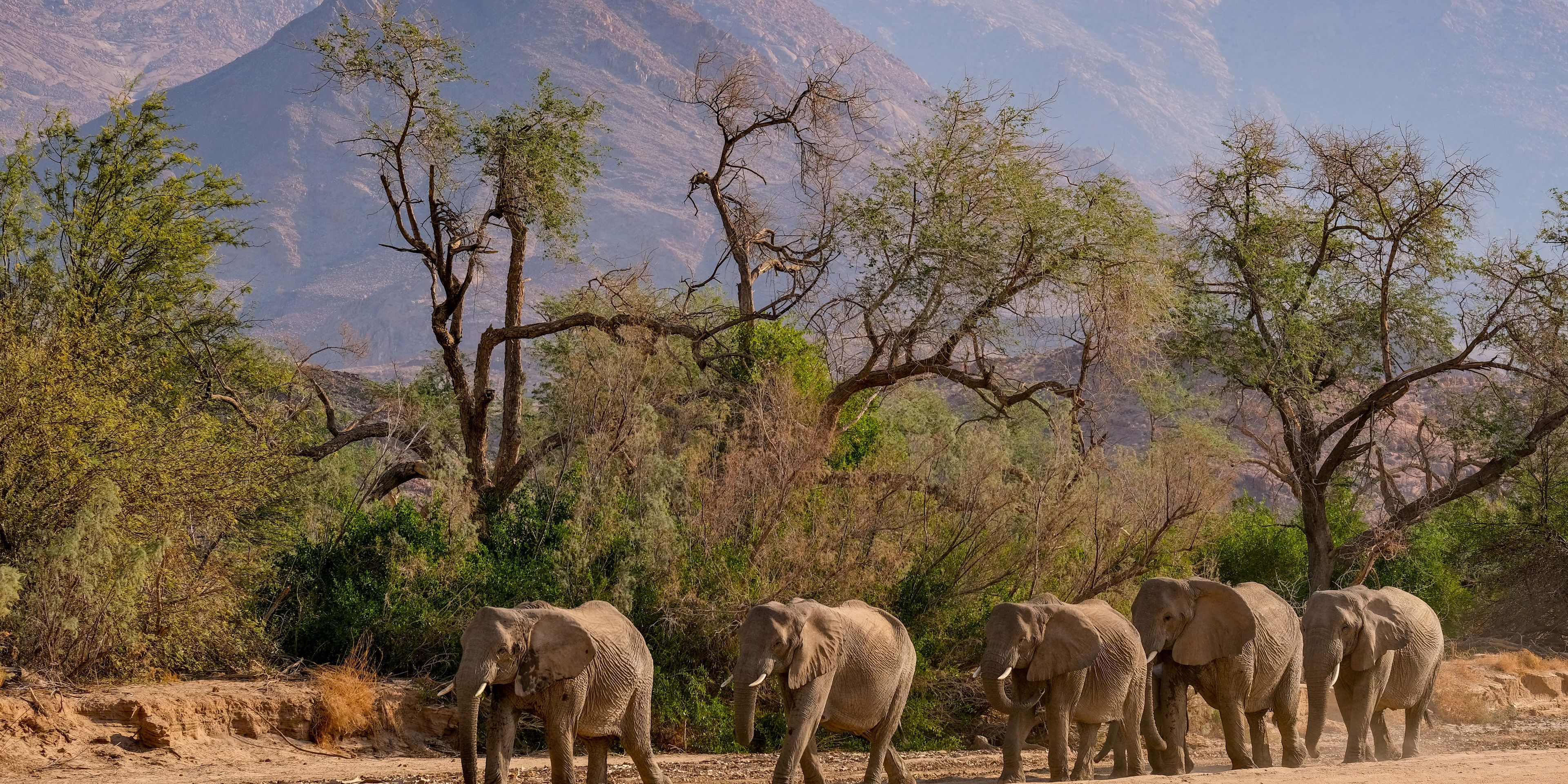 natucate-freiwilligenprojekt-namibia-elefantenschutz-elephanten-reihe-laufend