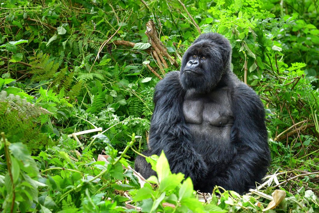 Gorilla blickt seri&ouml;s und sitzt im Wald