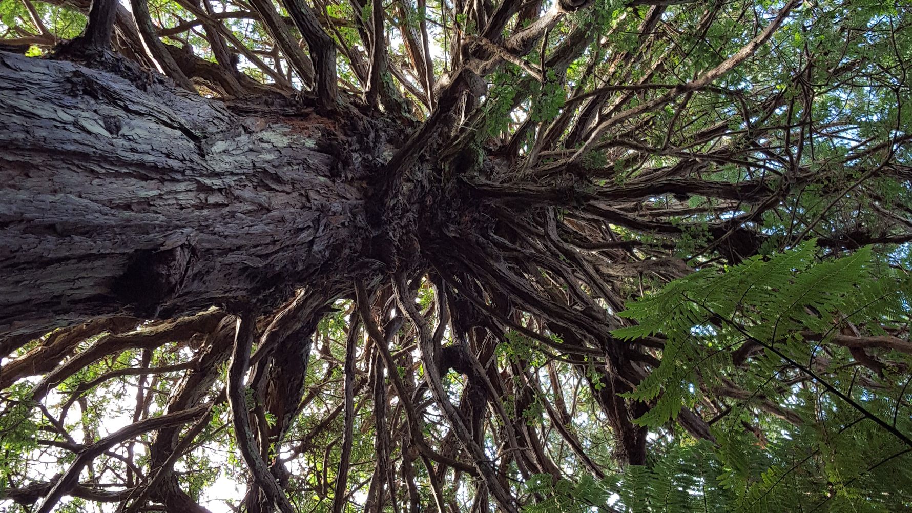 Naturschutz in Neuseeland: Ein grosser Baum mit vielen Aesten