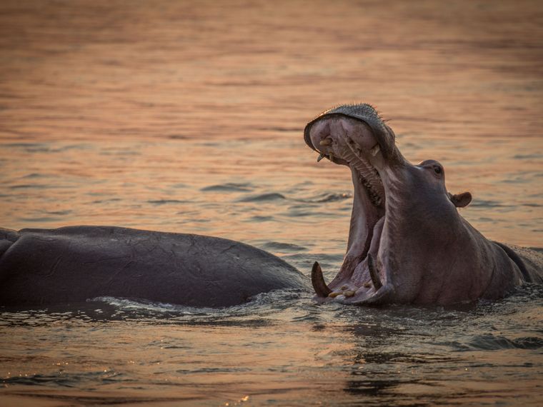 Hippo im Wasser mit offenem Maul