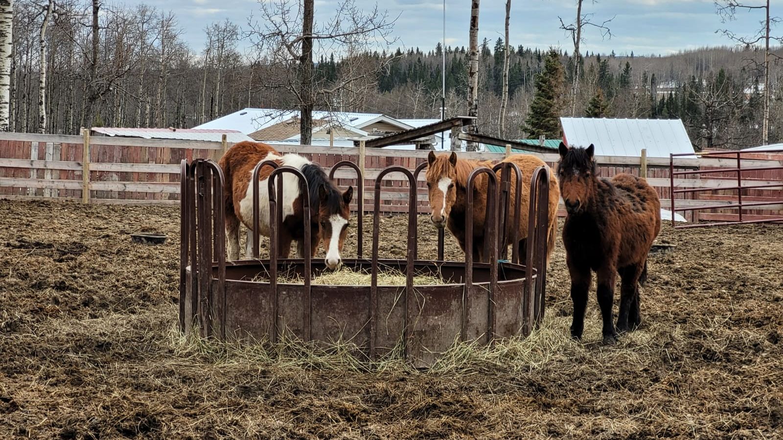Drei kleiner Pferde stehen zusammen um eine runde Heuraufe auf der Pferdeschutz-Ranch in Kanada.