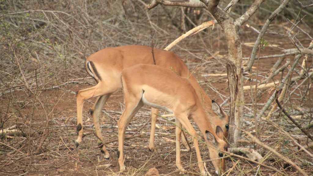 erfahrungsbericht-suedafrika-kundenfotos-sabbatjahr-antilope-natucate