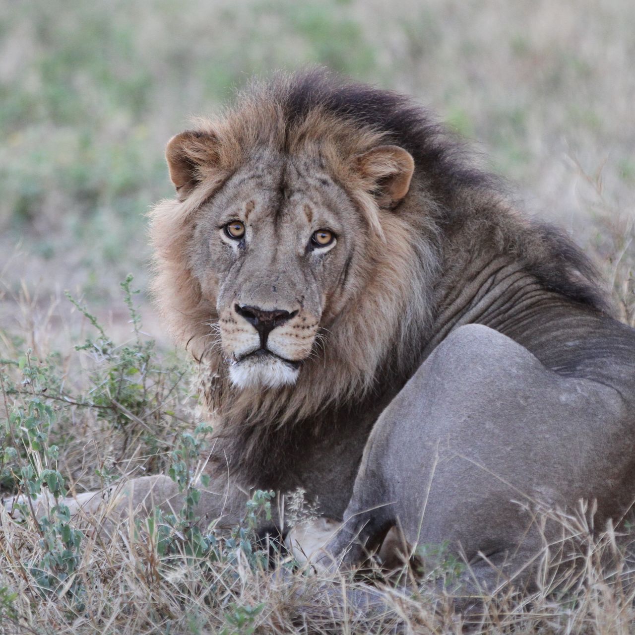erfahrungsberichte-suedliches-afrika-pfg-rangerausbildung-kundenfotos-loewe-natucate