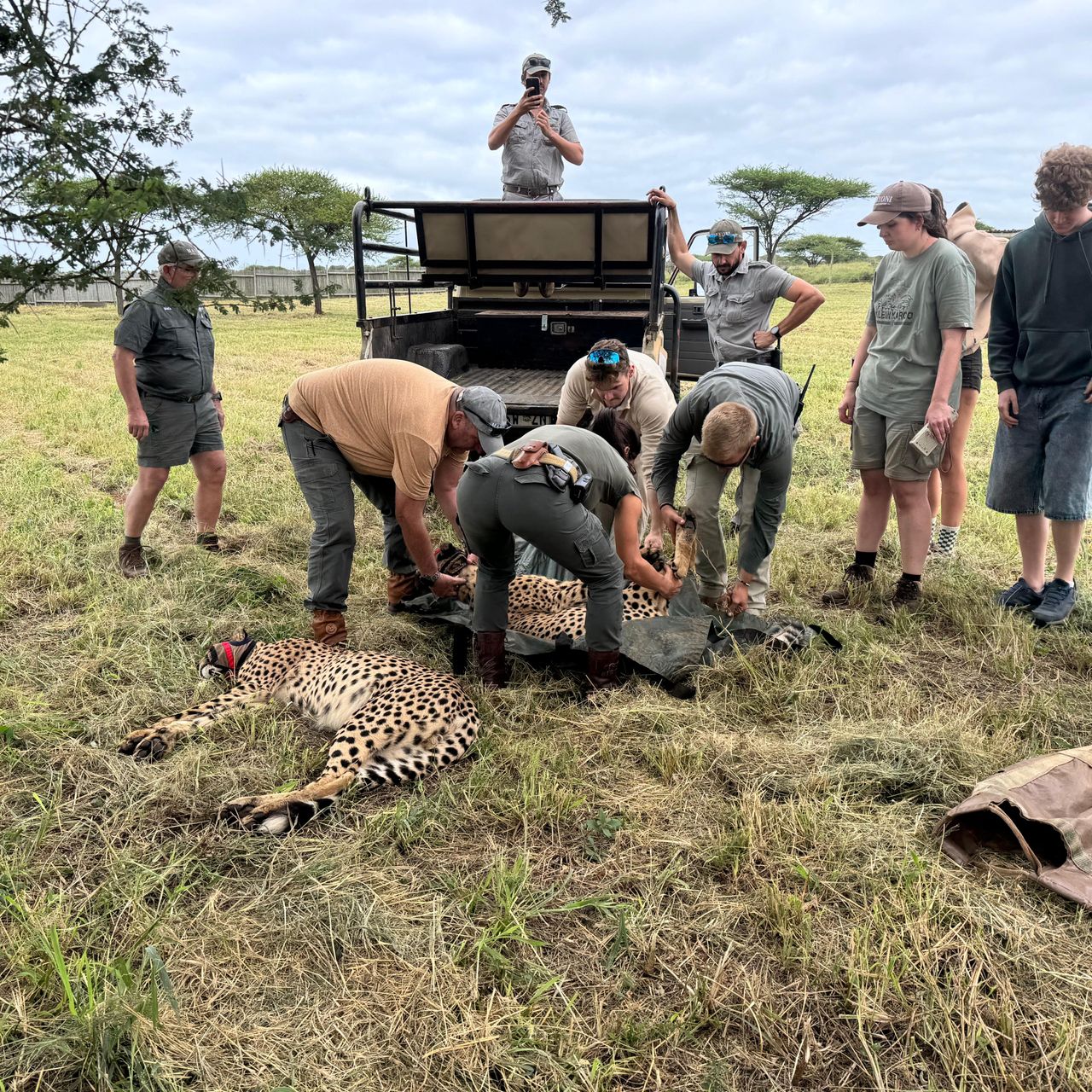 erfahrungsbericht-suedafrika-zululand-brigitta-cheetah-operation