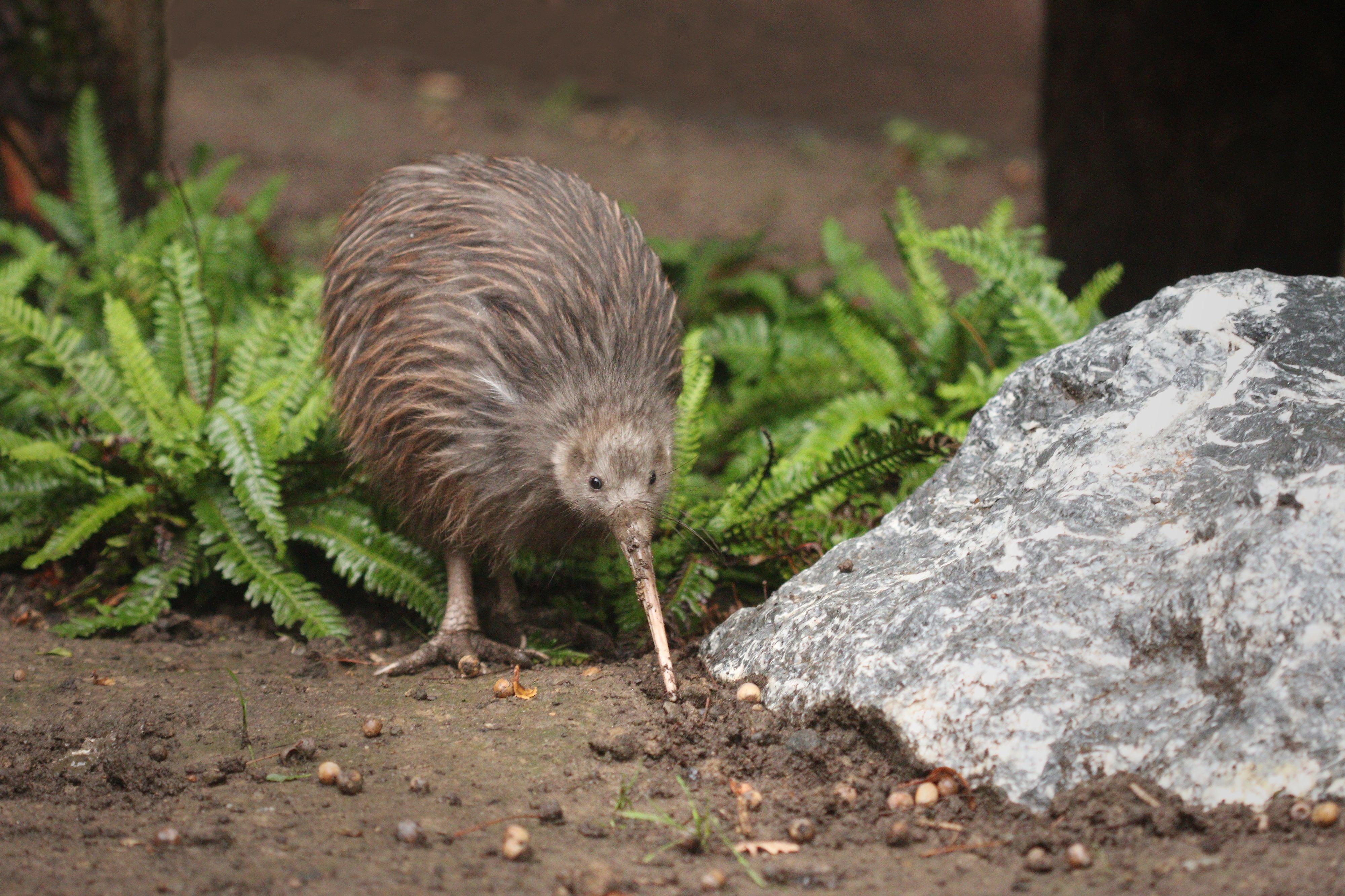 kiwi animal eggs