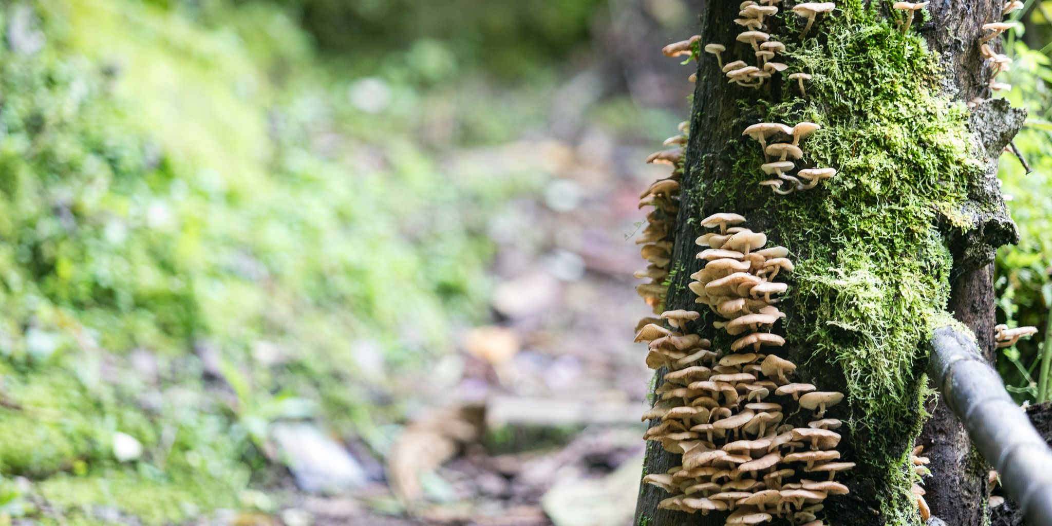 natucate-volunteering-costa-rica-internship-fungi-tree