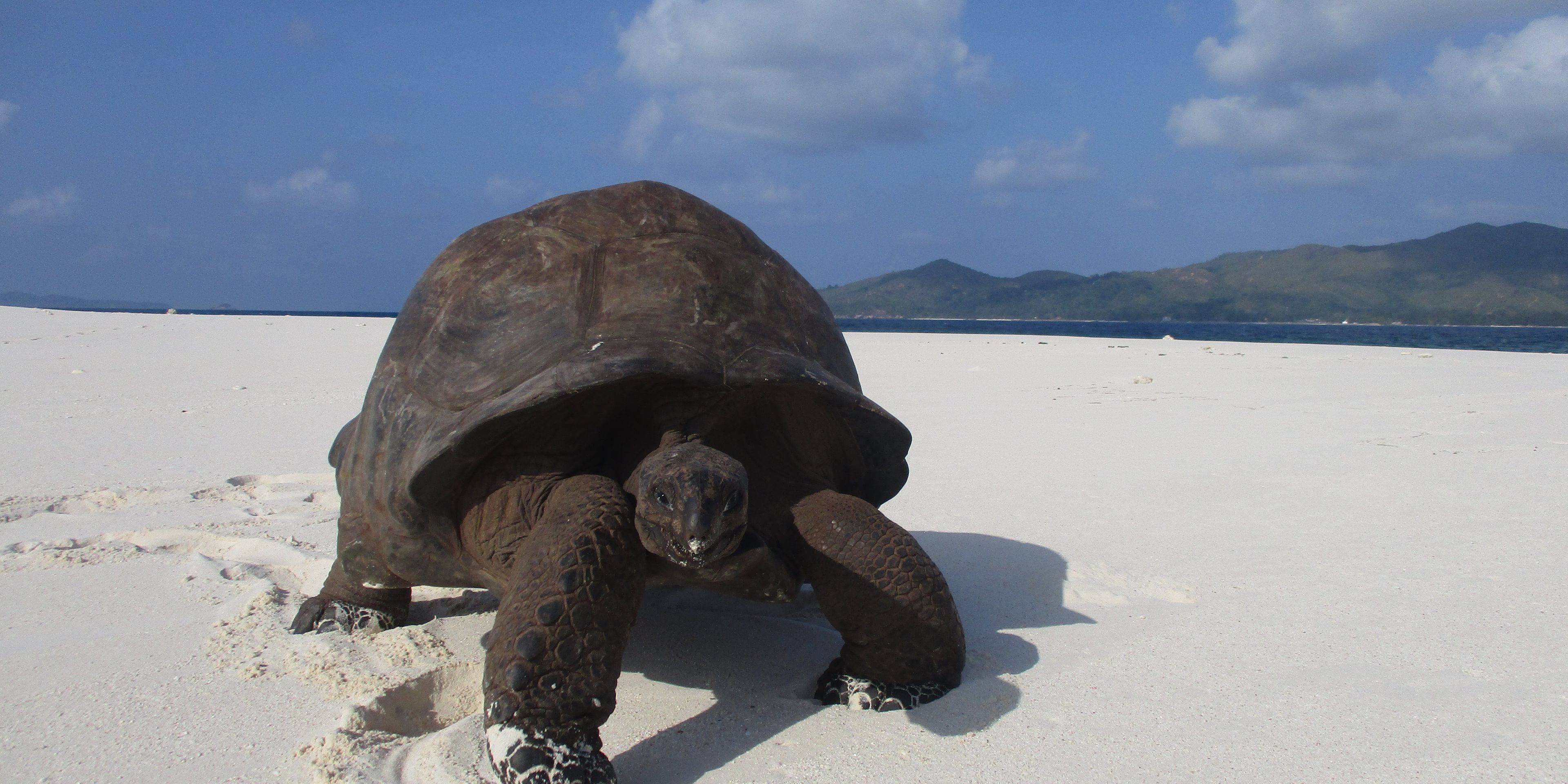 A large Tortoise is standing on the white sany beach of Cousin Island
