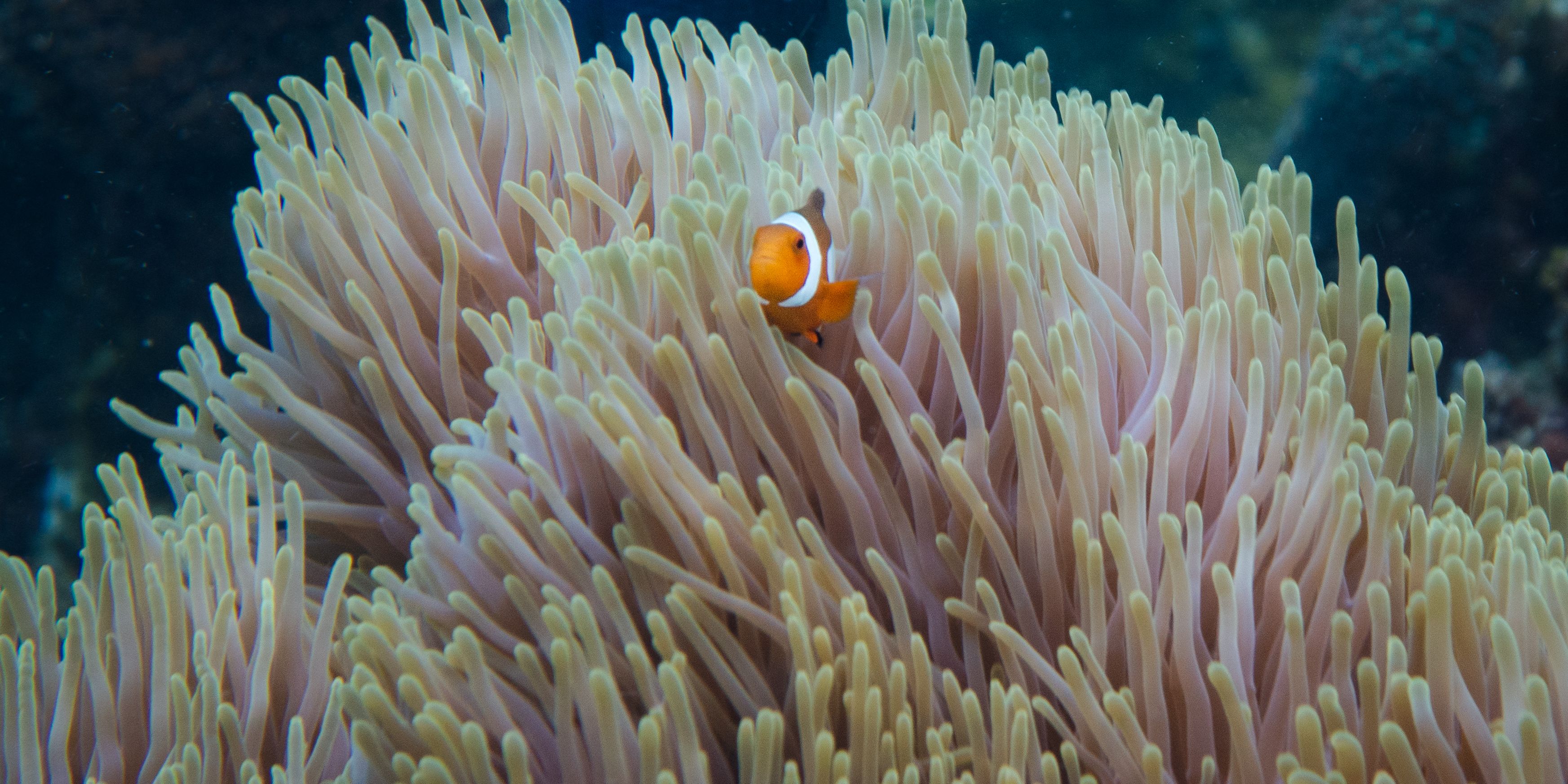 Clown Fish in corals