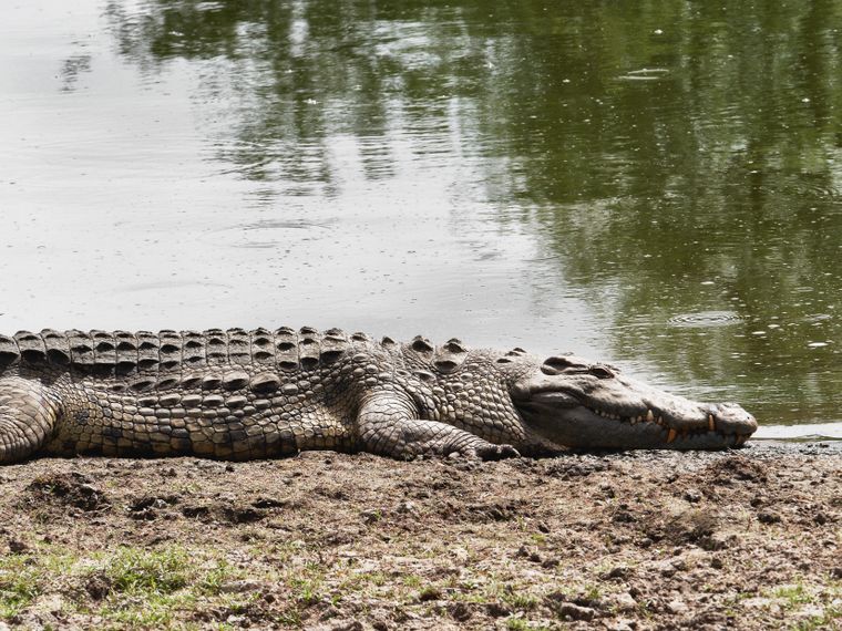Rangerkurs: Ein Nilkrokodil liegt am Rande eines Flusses