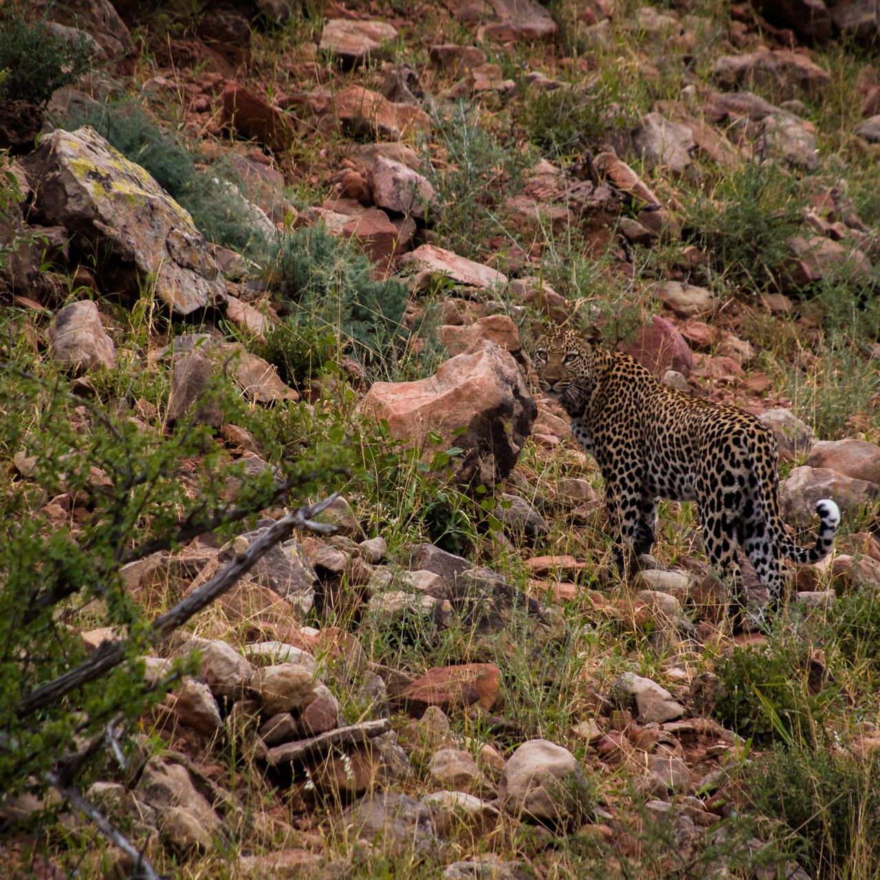 erfahrungsberichte-rangerkurse-field-guide-level-1-tom-leopard
