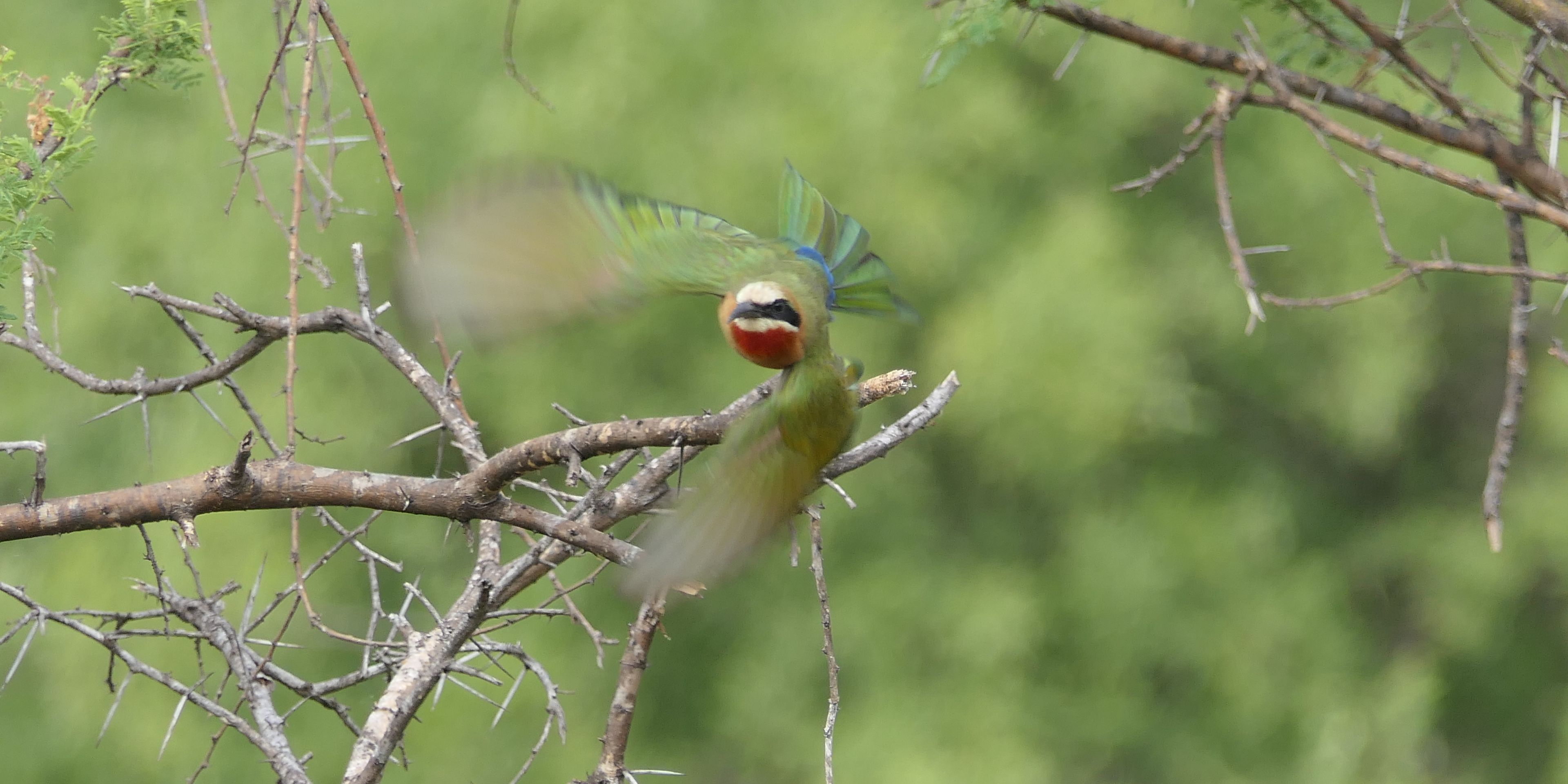 Nahaufnahme eines Weissstirnspints im Flug durch Buesche zur Vogelkunde