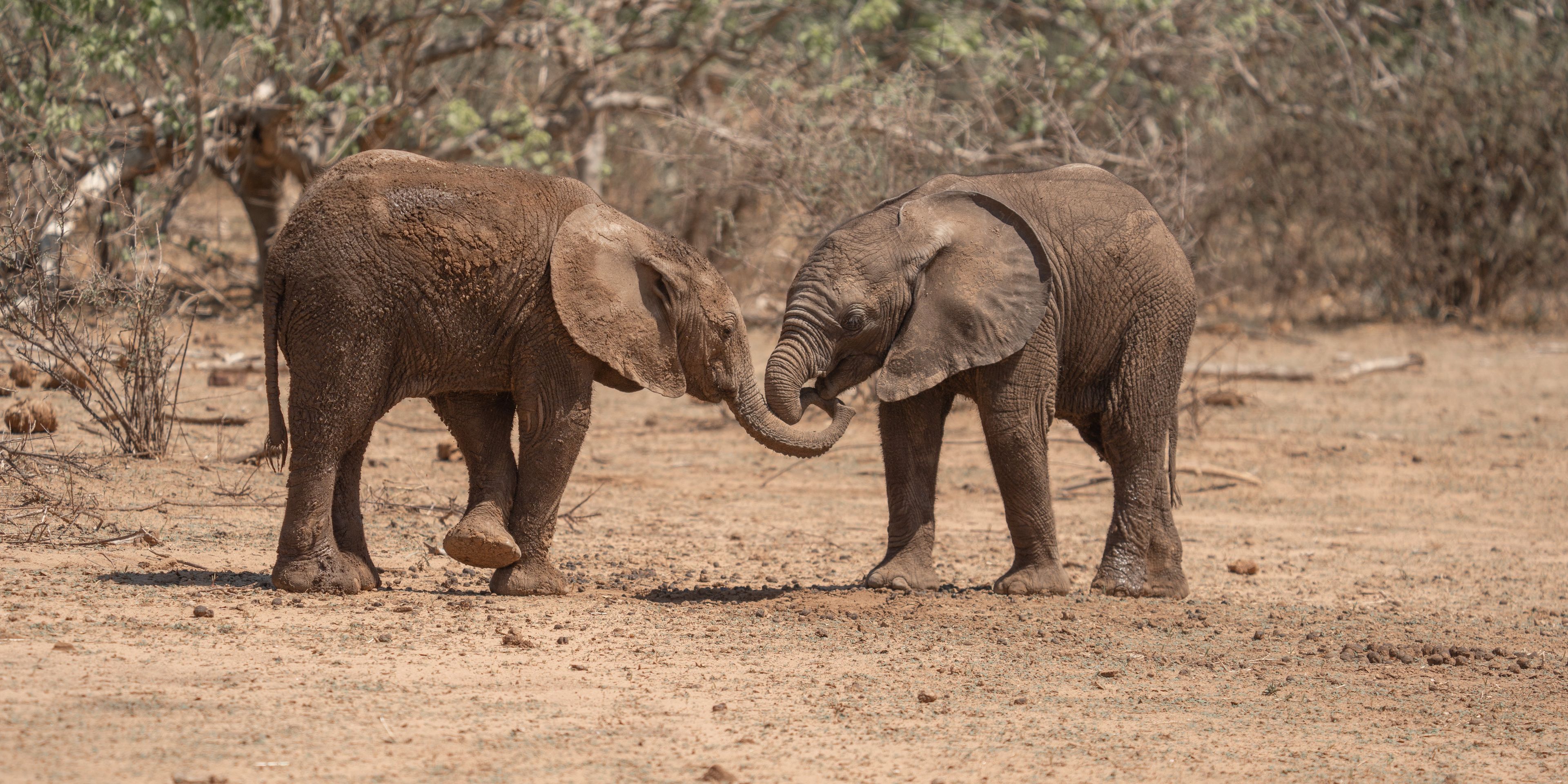 natucate-guide-course-south-africa-et-svenja-two-elephant-calves