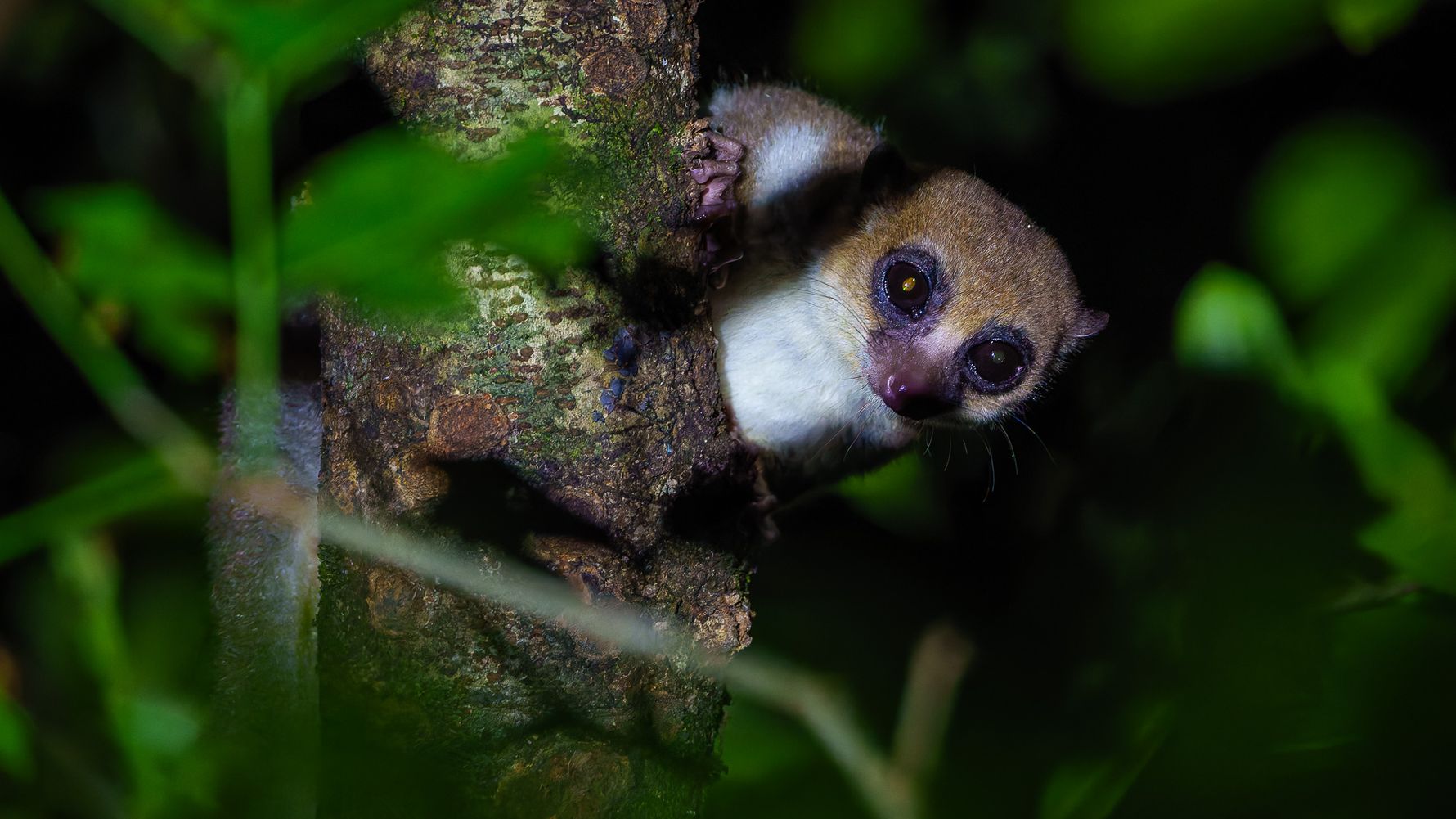 Mouse Lemur